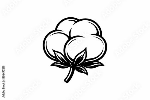 Cotton Flower Boll Illustration