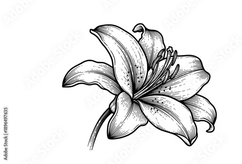 Vintage ink engraving style blooming lily flower side view vector illustration