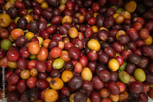 Freshly harvested coffee cherries in different colors and ripeness, showing the raw fruit used to produce coffee during the harvest season.