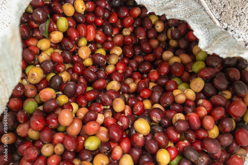 A sack filled with freshly picked coffee cherries in red, yellow, and green, showing the natural variation of coffee fruit during the harvest season.