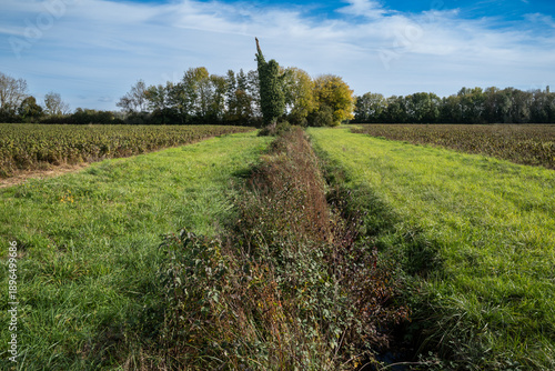 Dead tree covered with ivy in agricultural countryside