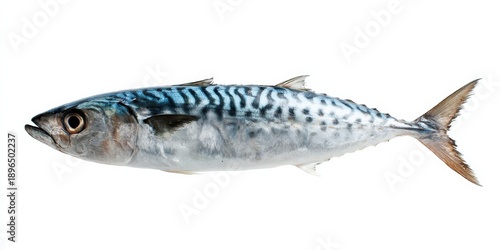 Side view of a spanish mackerel with distinct blue patterns on white background
