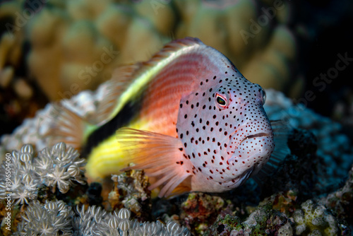 Forster’s Hawkfish Resting On Coral Reef