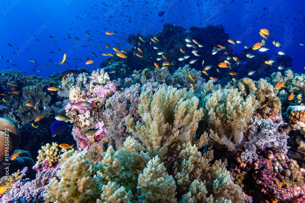 Obraz premium Colorful Coral Reef With Tropical Fish In Red Sea