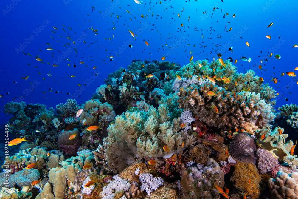 Fototapeta premium Colorful Coral Reef With Tropical Fish In Red Sea