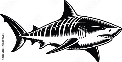 Great white shark illustration isolated on white background, detailed black marine predator artwork for ocean wildlife design, logos, posters, tattoos, and stock graphics