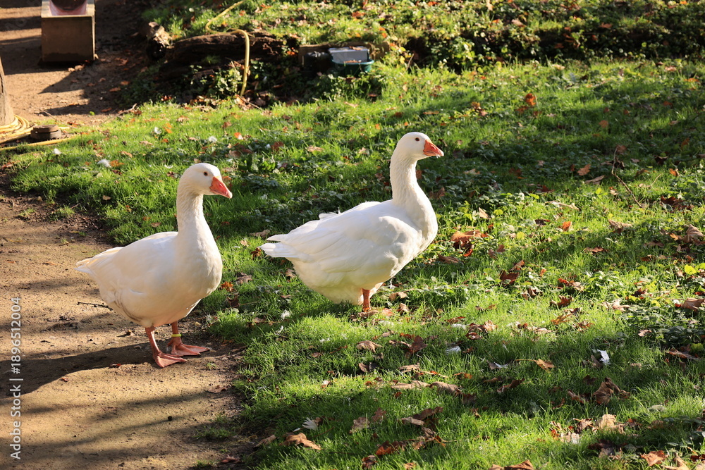 Obraz premium Sonniger Herbsttagb in einem Hammer Tierpark 