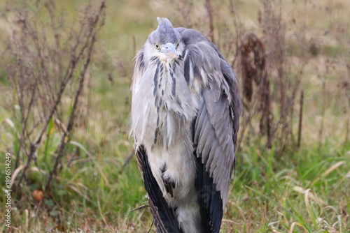 Wallpaper Mural Airone cenerino Torontodigital.ca