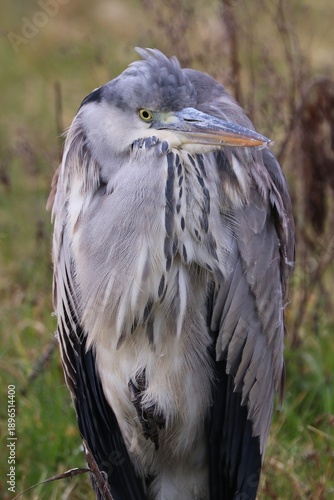 Wallpaper Mural Airone cenerino Torontodigital.ca