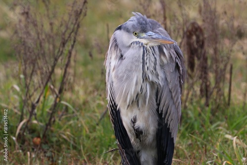 Wallpaper Mural Airone cenerino Torontodigital.ca