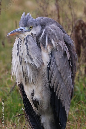 Wallpaper Mural Airone cenerino Torontodigital.ca