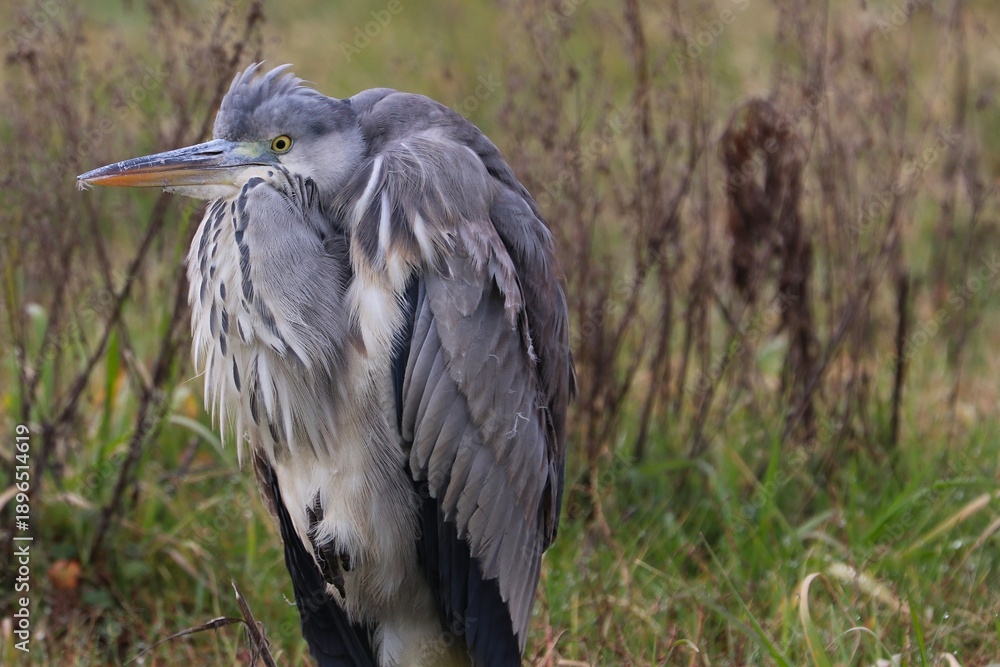 custom made wallpaper toronto digitalAirone cenerino