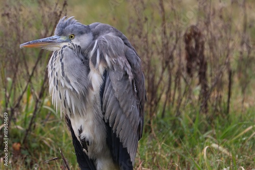 Wallpaper Mural Airone cenerino Torontodigital.ca