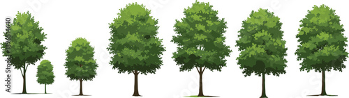 Realistic tall green trees with slim brown trunks and leafy canopies casting shadows, ideal for nature illustrations and design.
