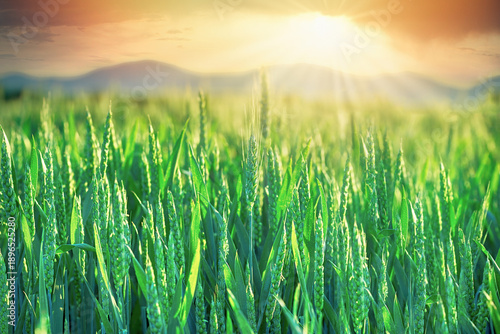 Wheat field, green wheat field at sunset, beautiful landscape in country