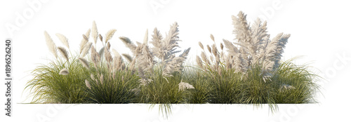 Pampas Grass Flowerbed (Cortaderia selloana Clumps, Ornamental Grass Beds) Isolated PNG on a Transparent Background Premium Nature Cutout