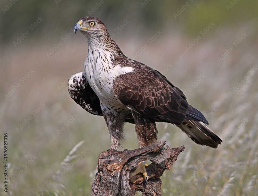 Fototapeta premium a beautiful Bonelli´s eagle in Extremadura, Spain
