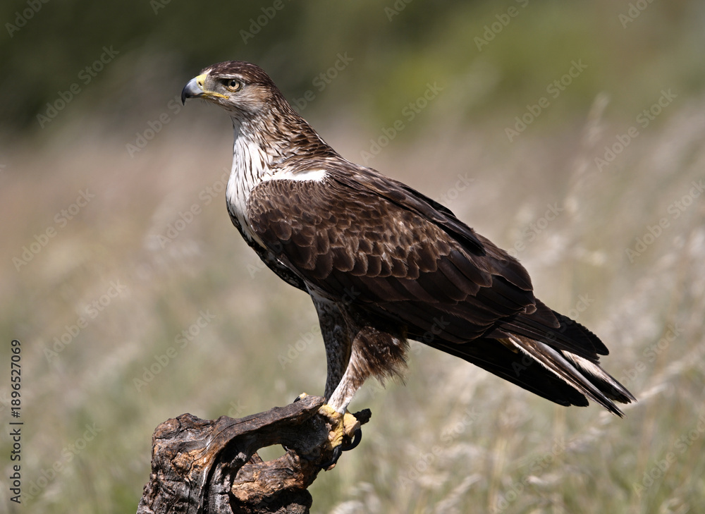Fototapeta premium a beautiful Bonelli´s eagle in Extremadura, Spain