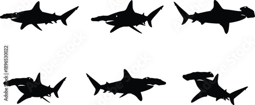 Hammerhead, Shark, Silhouette, Marine, Animal, Pose, Swim, Black, Ocean, Nature, Aquatic, Predator, Fins, Wild, Graphic, Creature, Design, Illustration, Movement, Anatomy