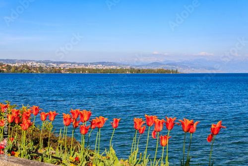 Beautiful colourful spring tulips on the background of Alps Mountains and Lake Geneva in Morges, Switzerland