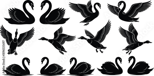 Swan silhouette illustration set, flying and swimming bird collection, elegant wildlife animal shapes, black vector design isolated on white