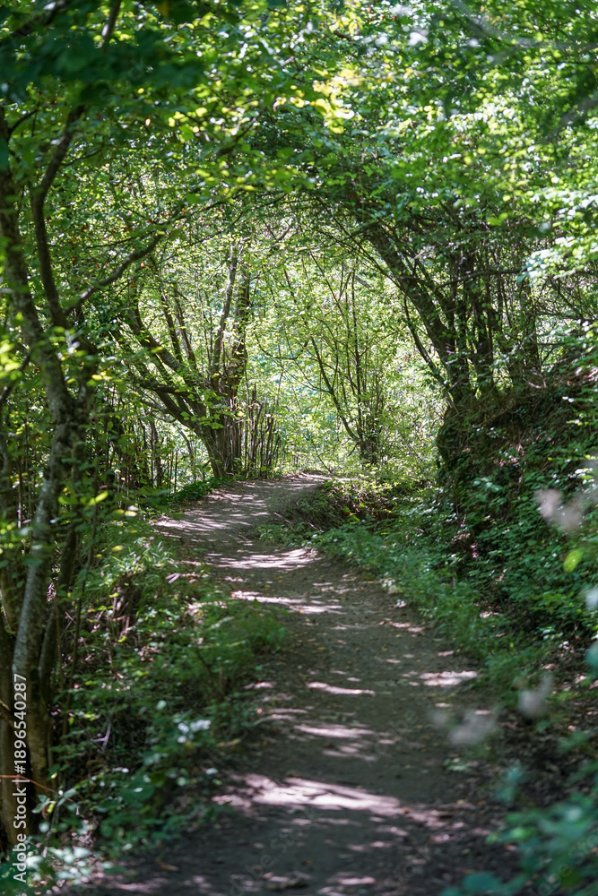 Fototapeta premium Magical Forest Path with Arching Branches Creating a Fairytale Tunnel in a Peaceful Woodland