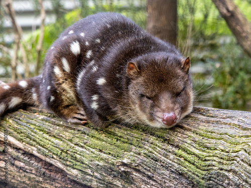 Spotted-tail quoll in Tasmania