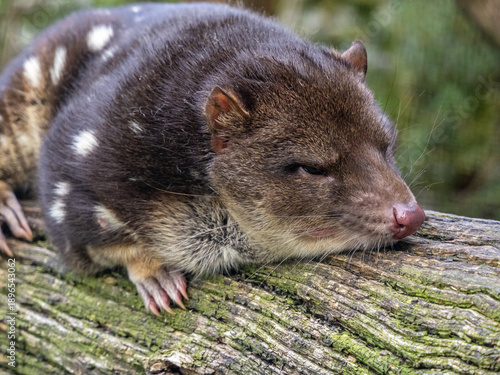 Spotted-tail quoll in Tasmania