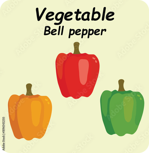 bell peppers vegetable vector illustration colorful red orange green capsicum