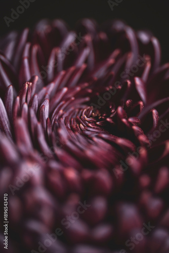 Fényképezés Flower Abstract Macro Photo: Moody Malestrom of A Purple Dahlia