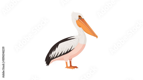A white pelican bird standing in a side profile, vector illustration.