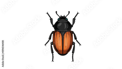 Illustration of a colorful beetle with black and orange markings.