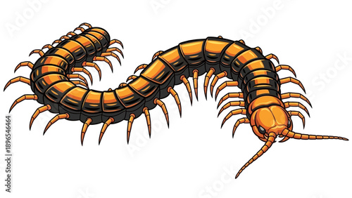 Illustration of a colorful segmented centipede