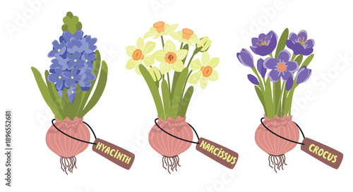 Spring bulbous flowers set. Grow up hyacinth, narcissus, crocus. Cartoon botanical objects and name tags. Plants with blossom, stems, buds, leaves, roots. Vector illustration for gardening stores.