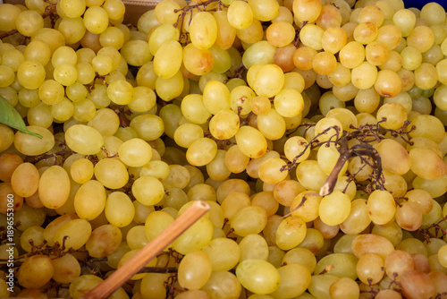 Fantastica Uva bianca