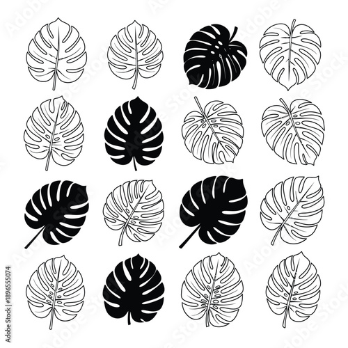 Monstera leaves in black and white illustrations on white background