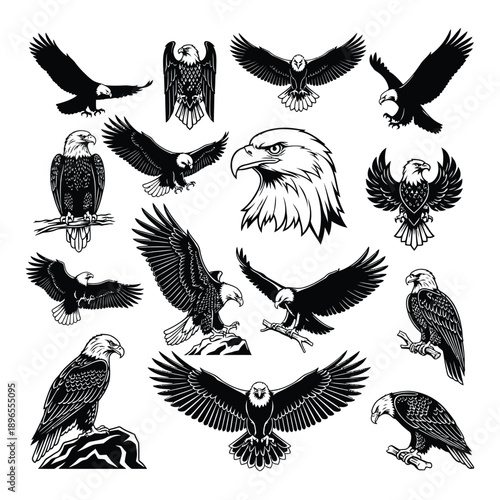 Collection of various eagle illustrations flying landing and perched