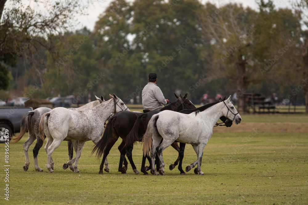 Obraz premium Polo horses, players, workers, tools, gear, equipment, field, sport.