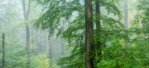 Panoramic Foggy Forest of Oak and Beech trees in early autumn