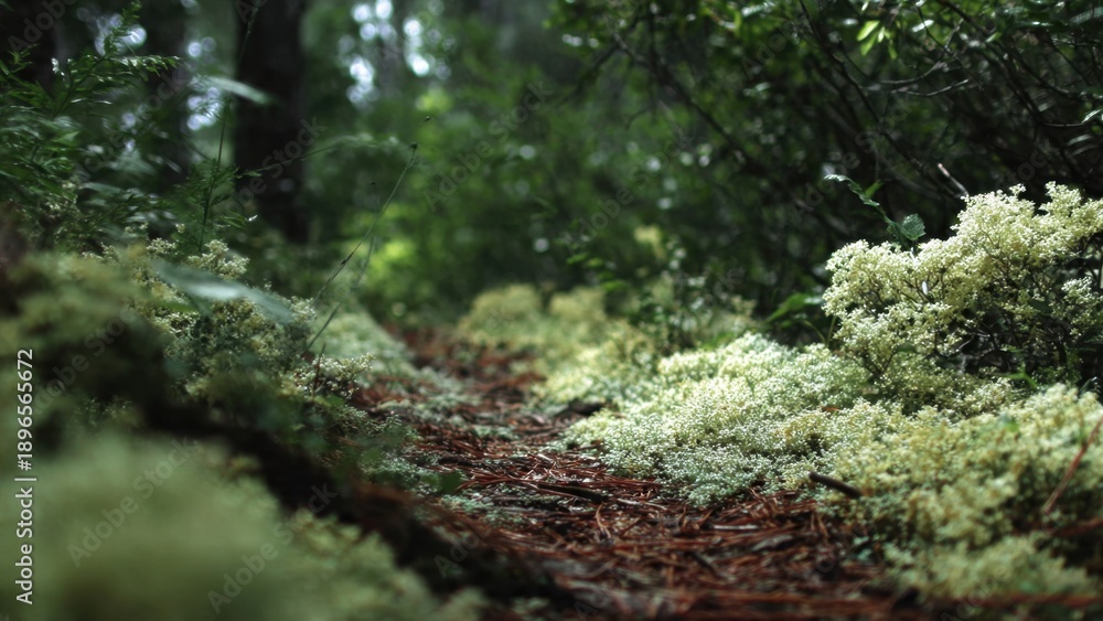 Fototapeta premium Moss covered path in enchanted forest