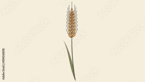 A single stalk of wheat with a leaf on a light background.