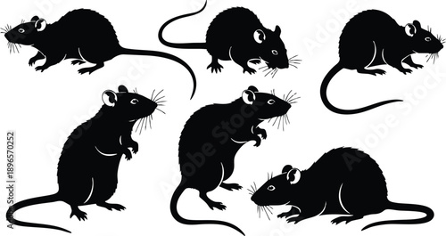 Silhouette black rats in various poses standing walking and sitting isolated on white background detailed vector art set collection with long tails and whiskers