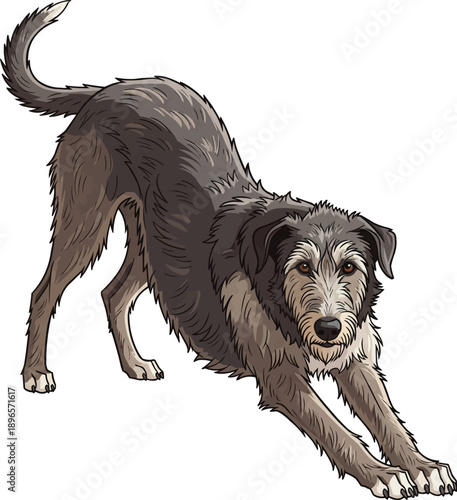 Scottish Deerhound dog stretching playful relaxed movement