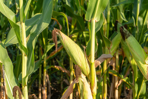 Quadro su tela Sweet Corn Growing in a Field During the Late Afternoon in a Rural Area With Tal