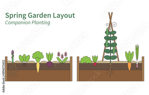 Educational illustration of a spring garden showing companion planting. Various vegetables, roots, and layout for raised beds. Ideal for teaching gardening, sustainable farming, or vegetable planning.