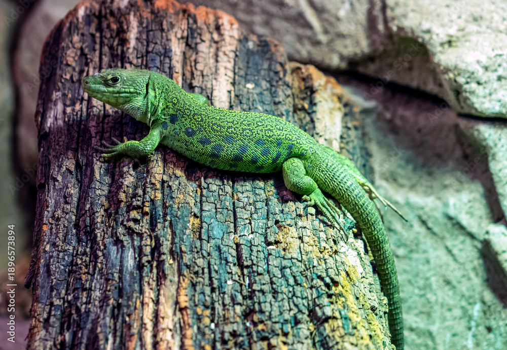 Fototapeta premium Ocellated lizard (Timon lepidus). An endangered species of Iberian lizard.
