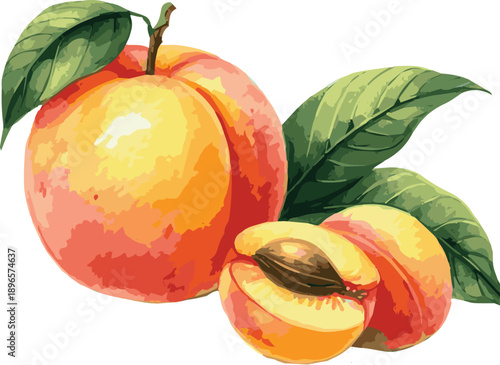 Vector watercolor painted illustration of peach