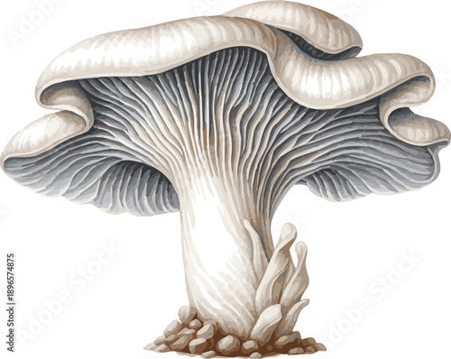 Vector watercolor painted illustration Pleurotus ostreatus