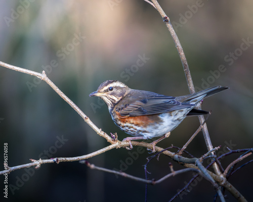 Foto Redwing, Turdus iliacus, winter migration, foraging for food, Ensors Pool, Warwi