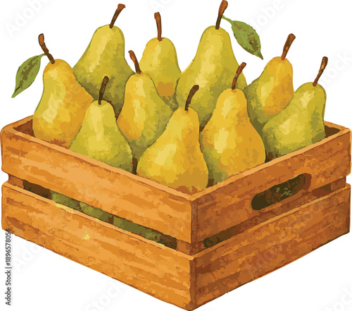 Vector watercolor illustrations of a case with pears